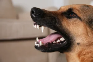 Abogado de mordedura de perro en Jacksonville, NC