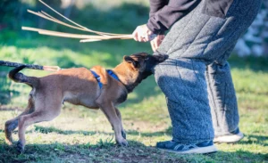 Abogado de mordedura de perro en Wilmington